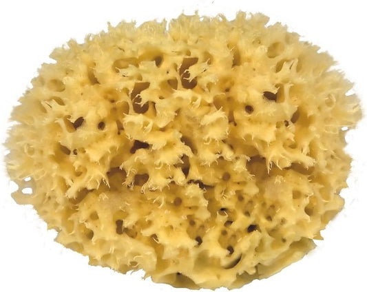 Eponge de mer naturelle