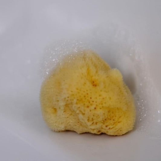 Eponge de mer fine - visage